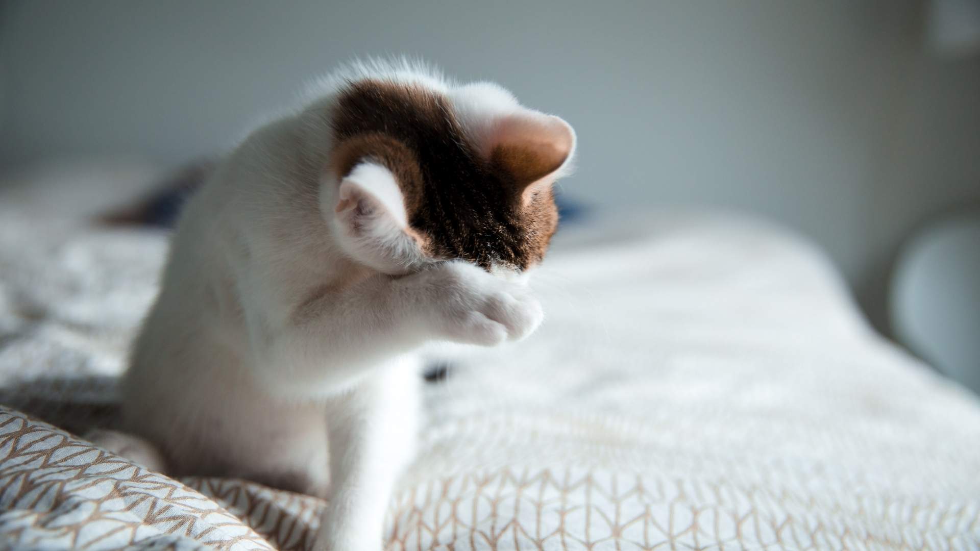 gatito tapándose la cara